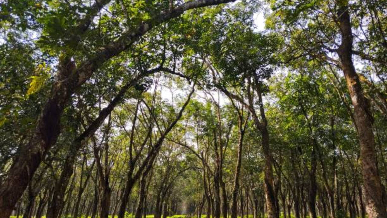 Scientists discover trees possess muscle-like tissue for movement