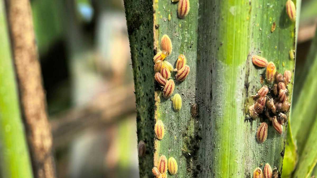 Mahigit 3,000 ektarya ng sugarcane farms sa Passi City, apektado ng peste