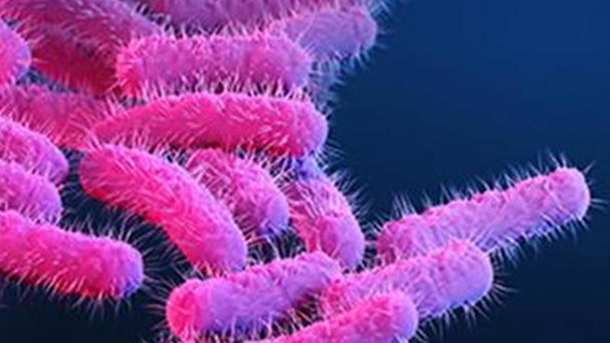 Shigellosis case confirmed in Kerala; health authorities sound alert