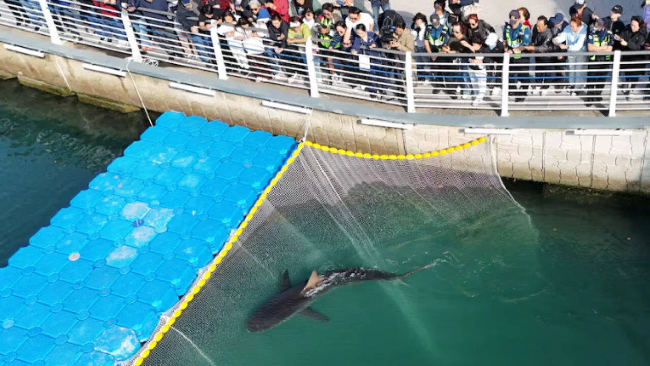 Endangered shark repeatedly returns to South Korean port canal despite rescue efforts
