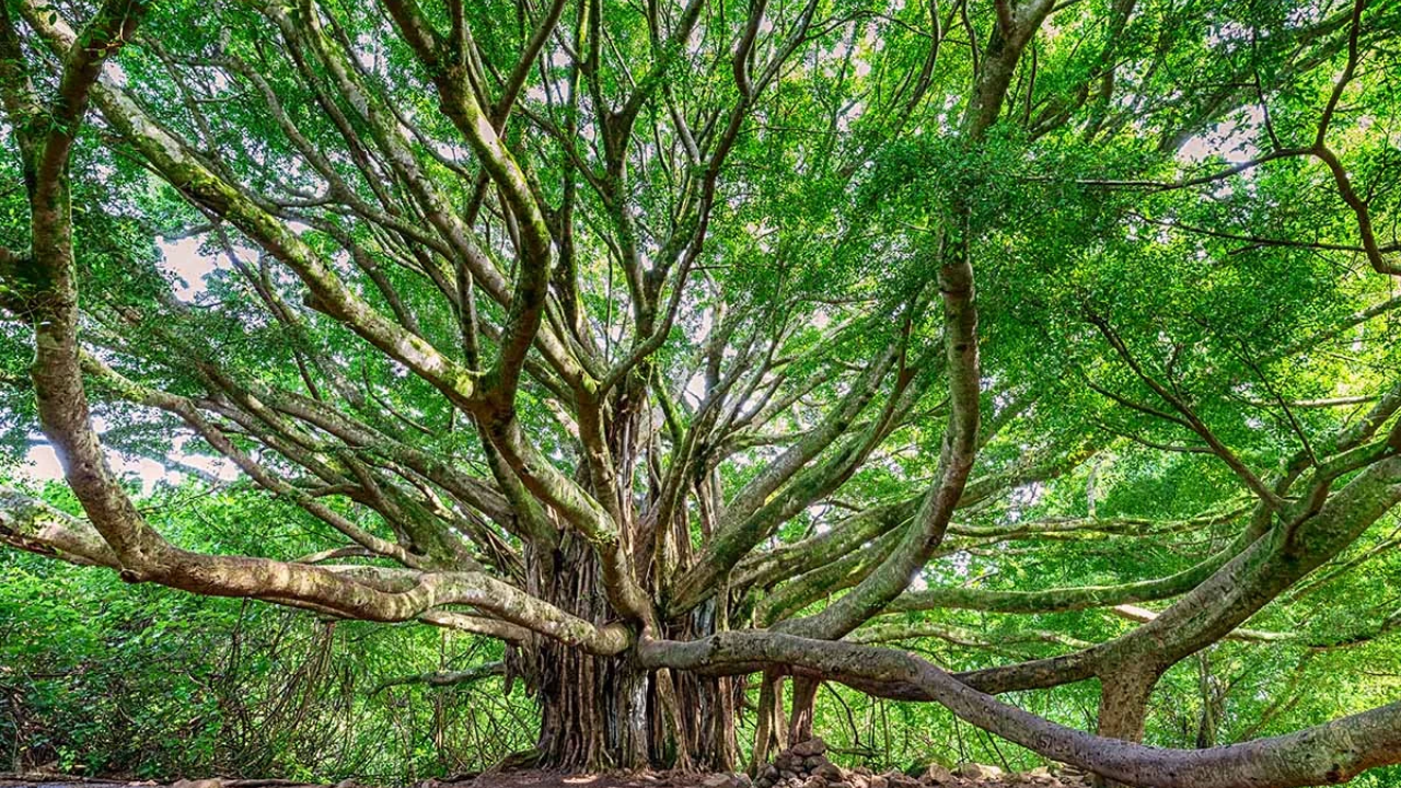 California court orders complete removal of 19 ficus trees over persistent root damage