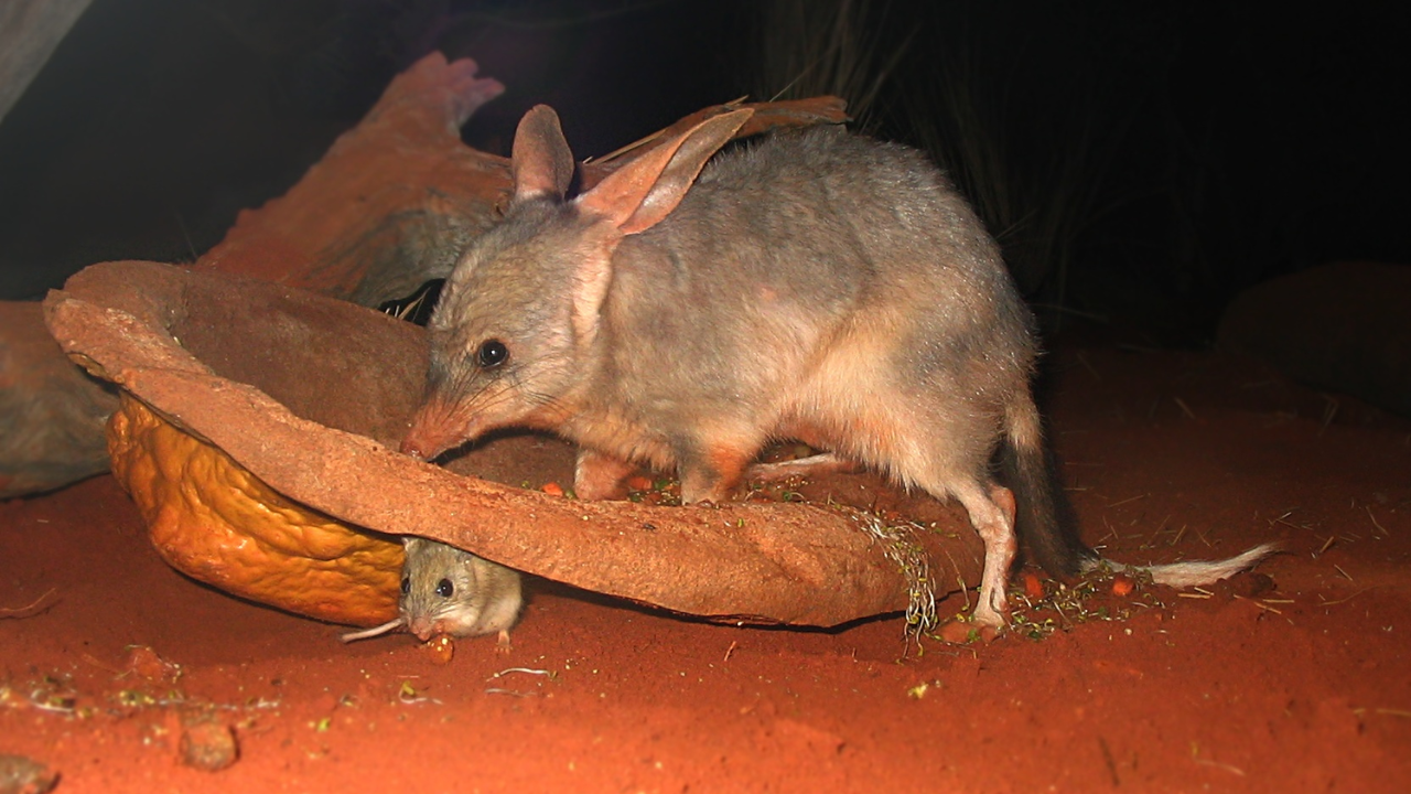 Australian bilbies thrive after reintroduction, spread across island