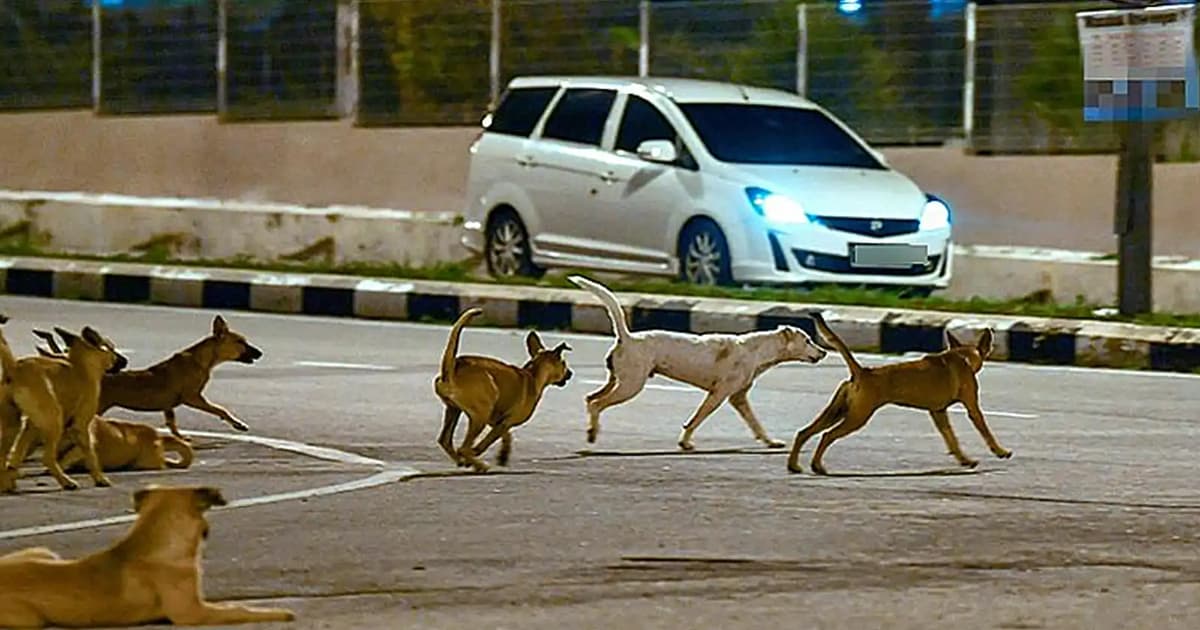 Suhakam desak kenal pasti kawasan anjing liar sebelum lebih ramai kanak-kanak cedera