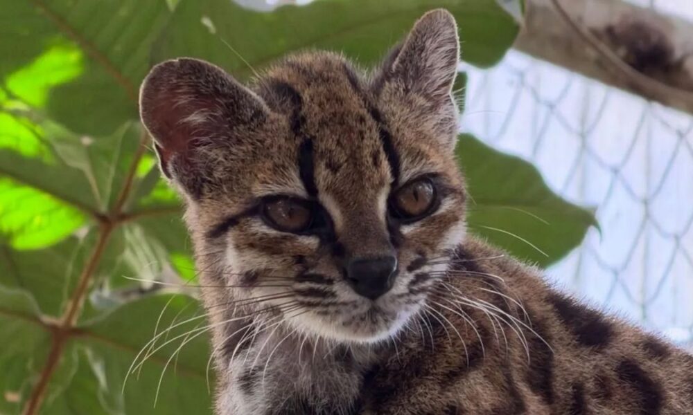 Scientists identify new wild cat species in Bolivian forests