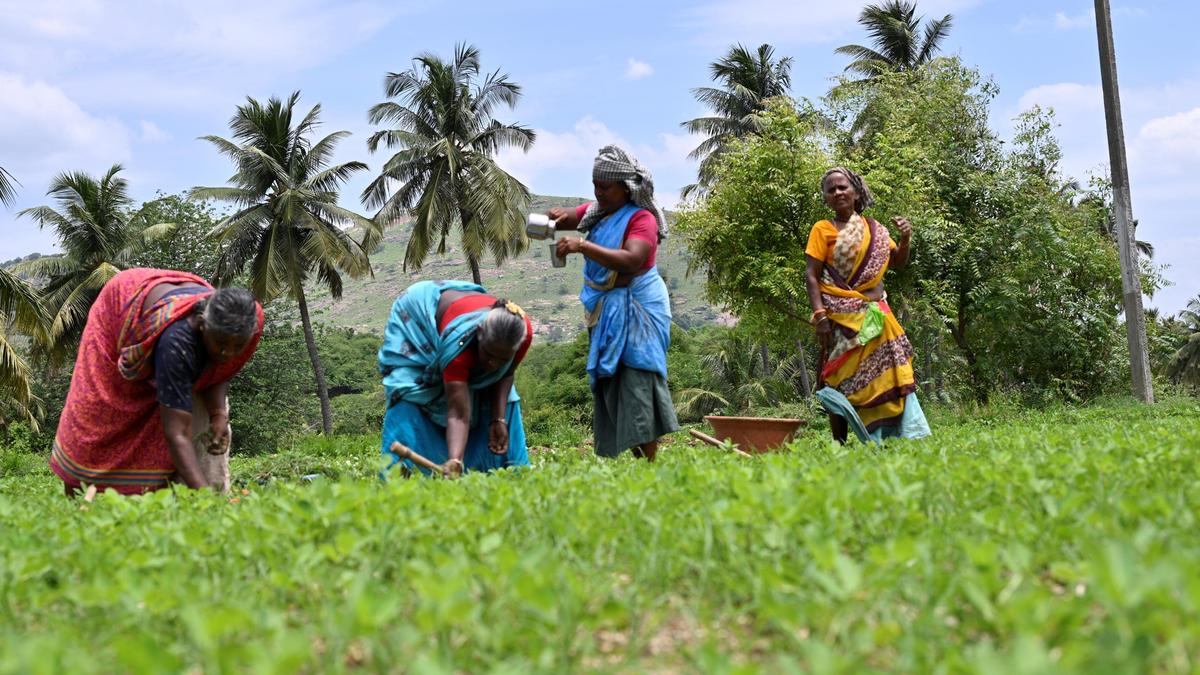 Rural women's workforce participation surges ahead of urban growth