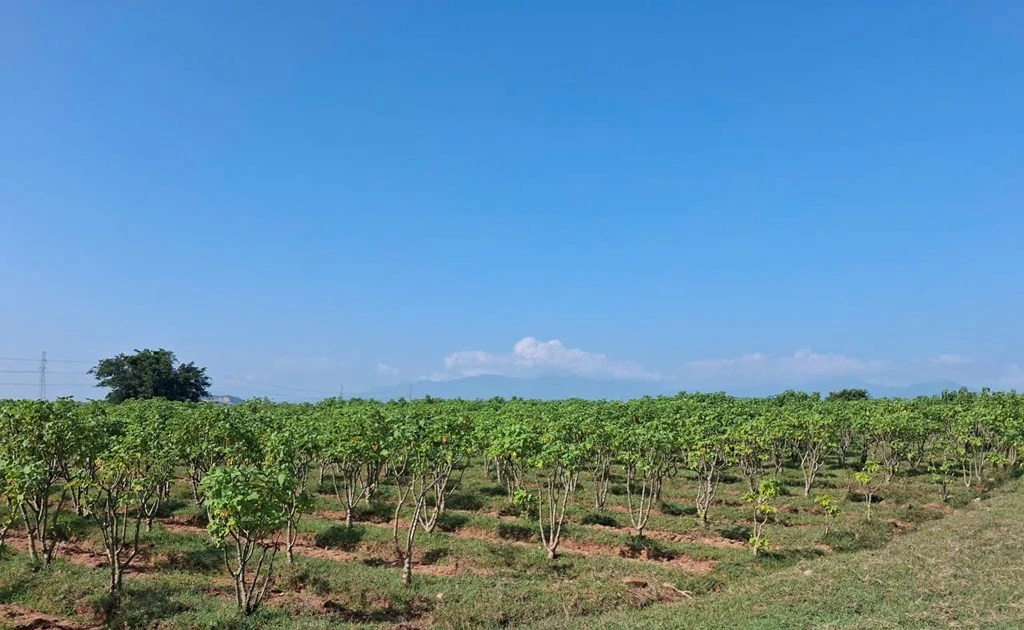 Vietnam emerges as potential regional hub for jatropha oil production