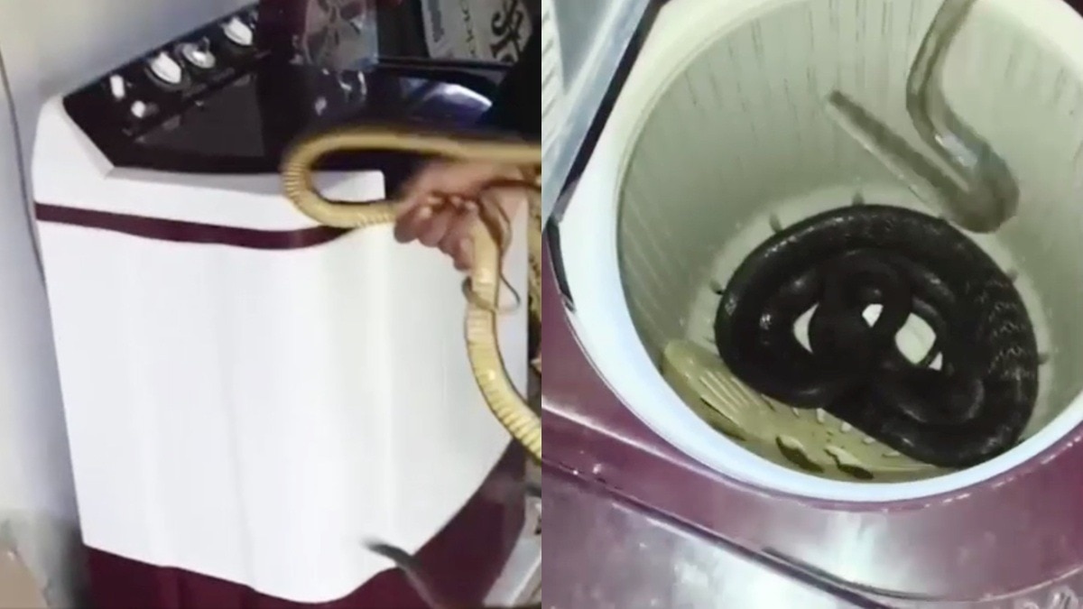 Snake found inside washing machine in central India raises safety concerns
