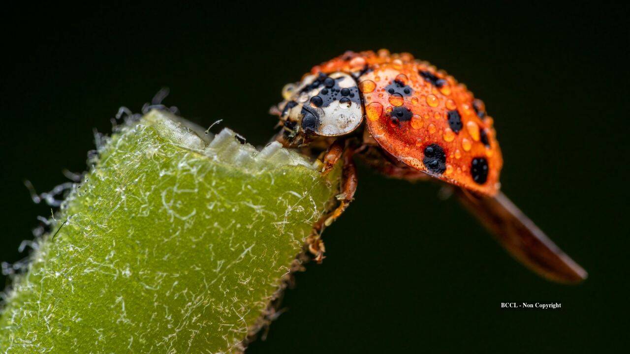 Asian lady beetles, introduced for pest control, become ecological menace