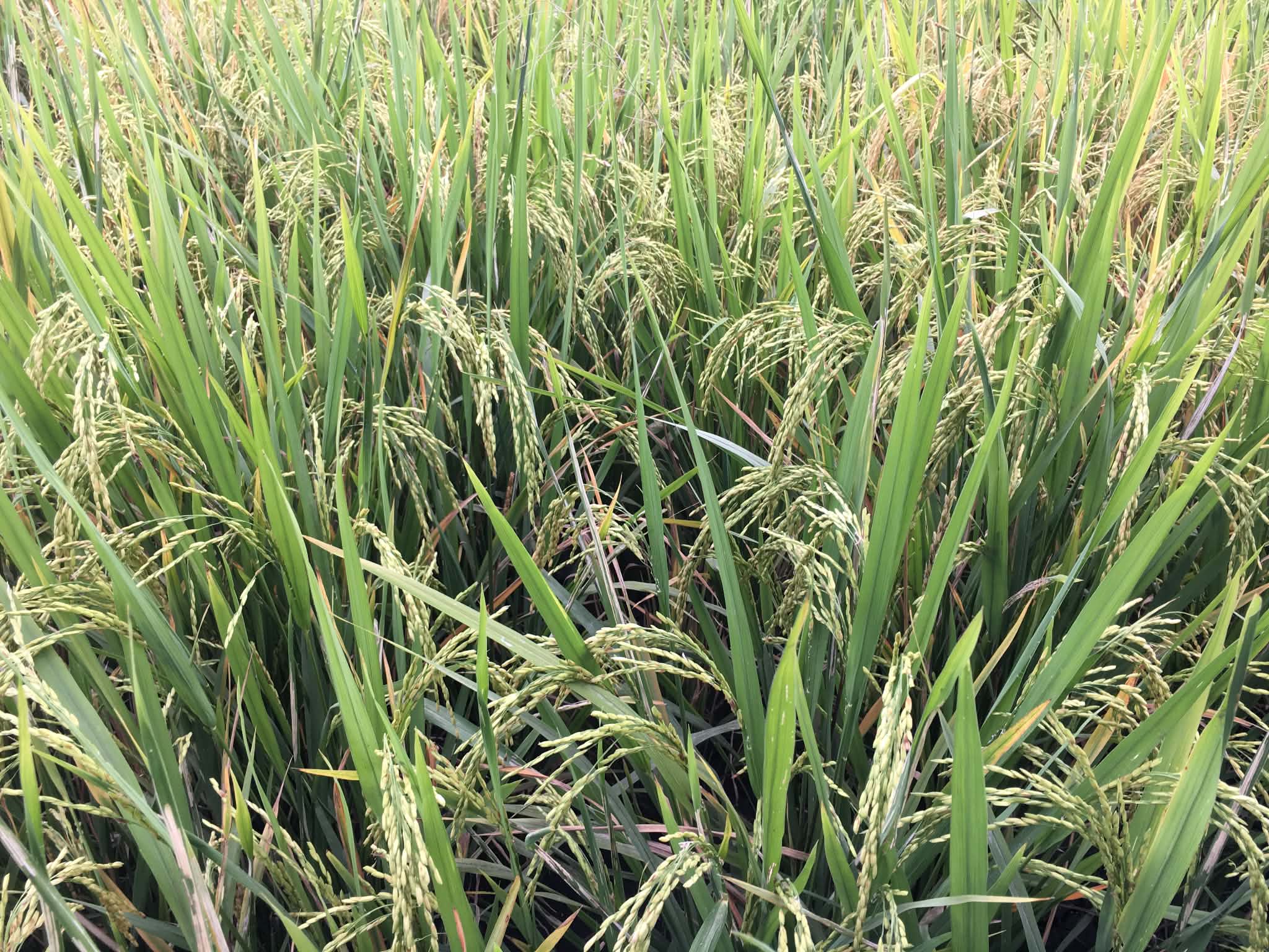 Palawan's indigenous rice varieties gain new protection through DA initiative