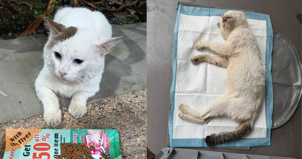 Community cat's death sparks appeal for witnesses in Beo Crescent