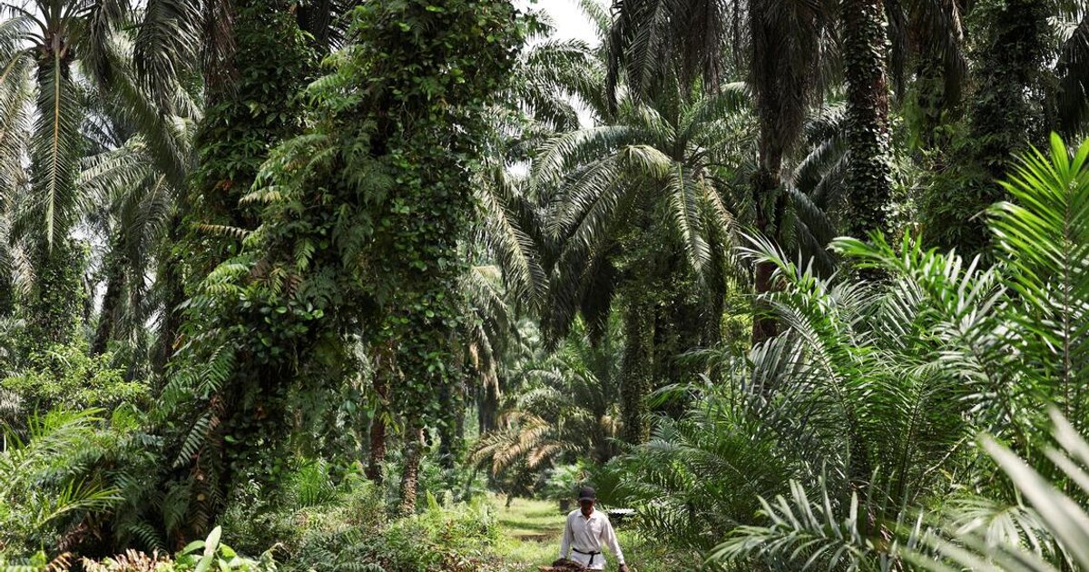 Malaysian Palm Oil Retreats on Profit-Taking Activity