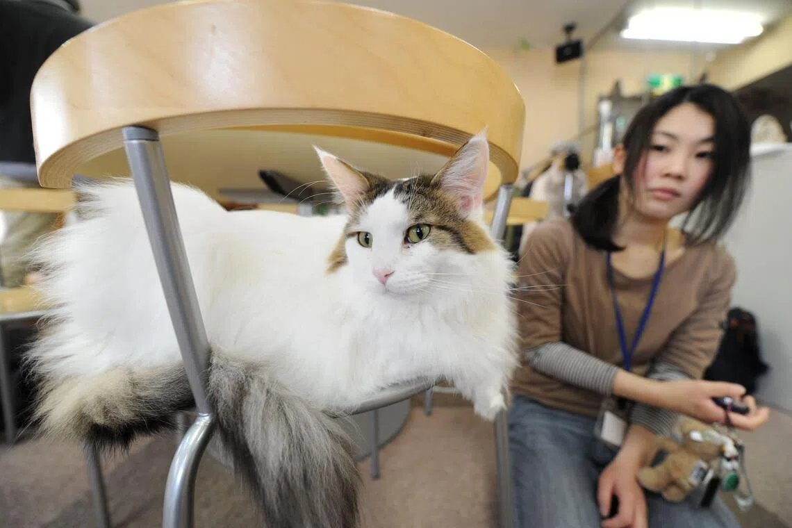Japan to launch hygiene and welfare inspection of animal cafes