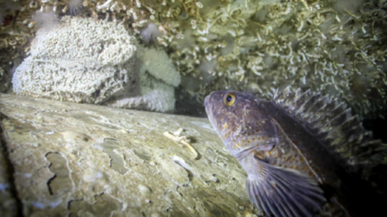 Sunken Canadian warship becomes thriving marine habitat five years on