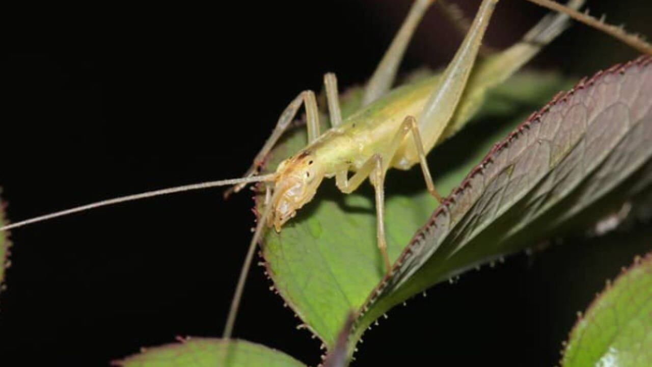Scientists reconstruct ancient insect calls from Jurassic fossils using AI