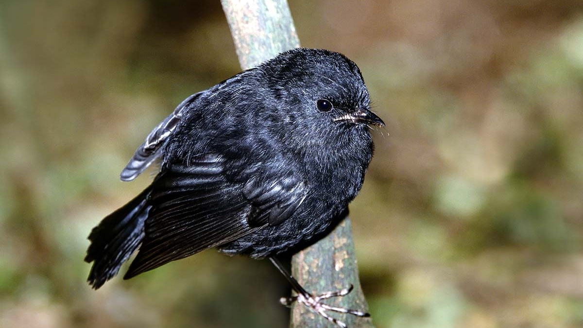 From Brink of Extinction to Conservation Success: Black Robin Population Soars