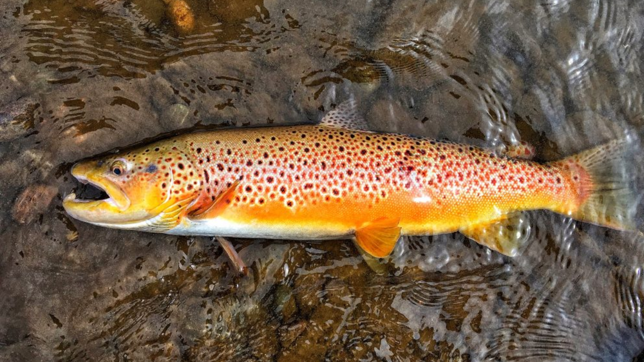 Tasmania battles century-old invasive species to save native fish