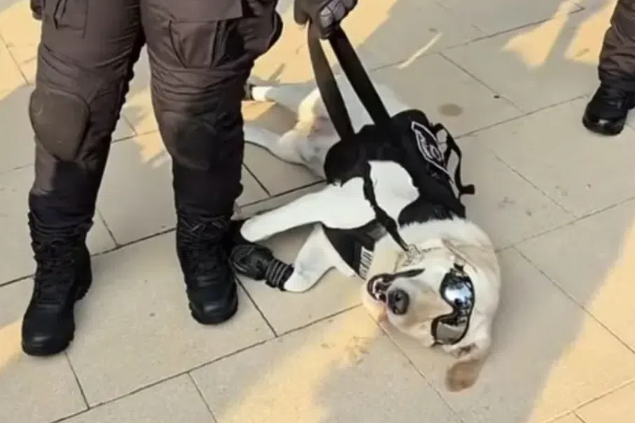Police dog steals spotlight at Malaysia's National Day rehearsal
