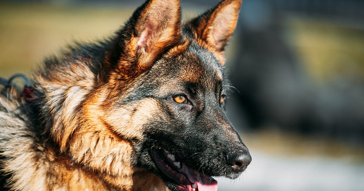 Malaysian businessman ordered to pay RM248,000 over dog attack injury
