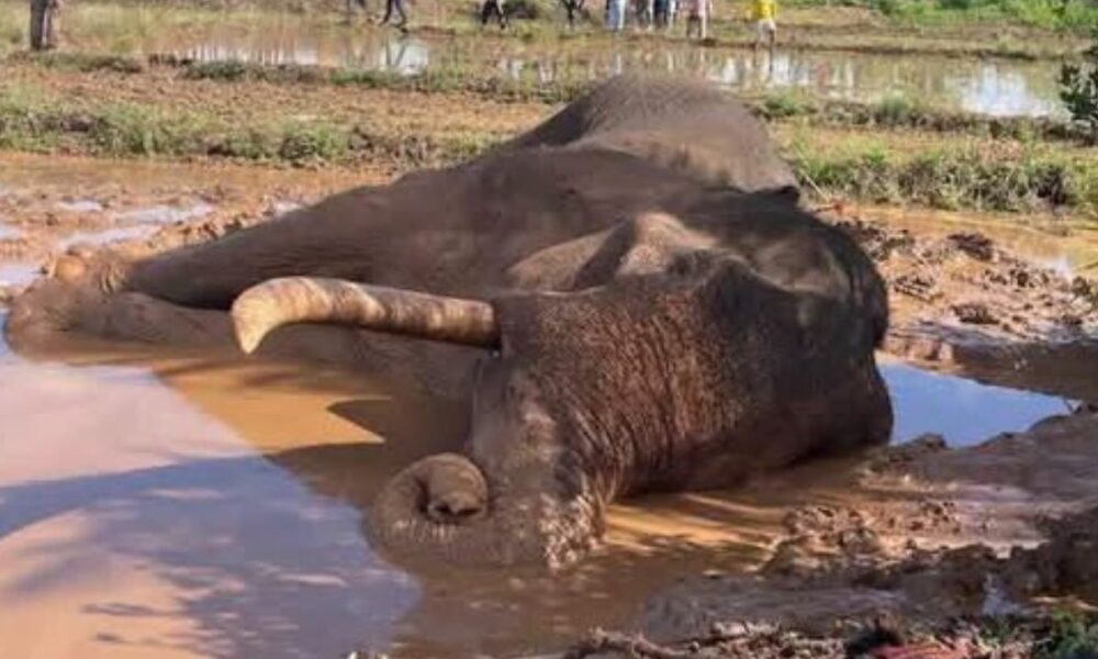 Alarm grows over condition of Sri Lanka's largest tusker Kawanthissa