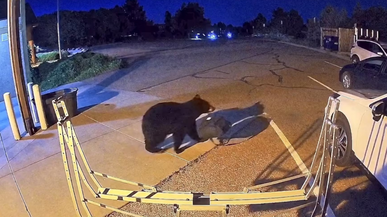 Drought Forces Bears Into Urban Areas; Wildlife Officials Warn of Rising Human Encounters
