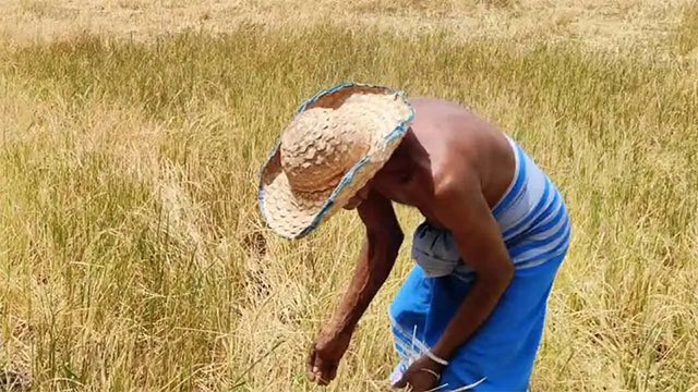 Government announces Rs 3bn drought relief package for farmers