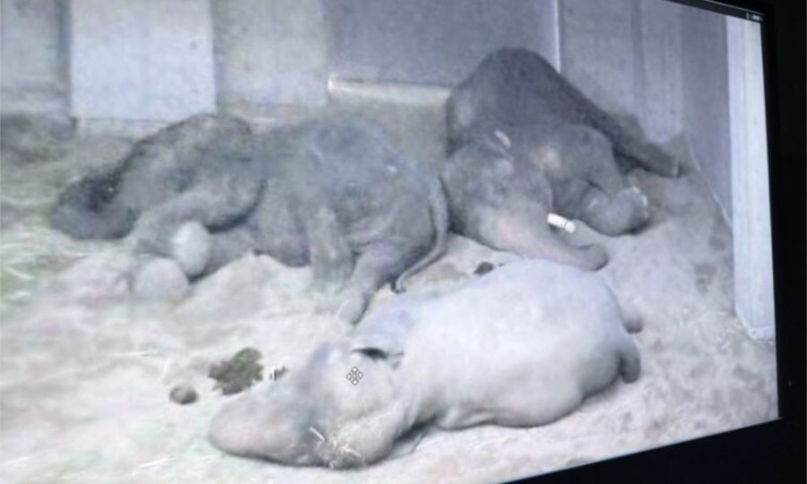 Kumpulan Aktivis Bimbang Kesejahteraan Gajah yang Dihantar ke Jepun