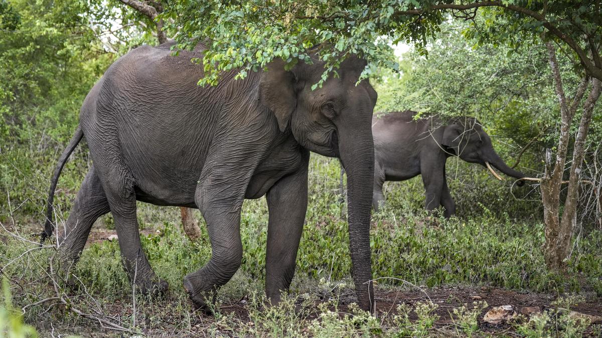 Six Kerala zones identified as critical elephant-human conflict hotspots