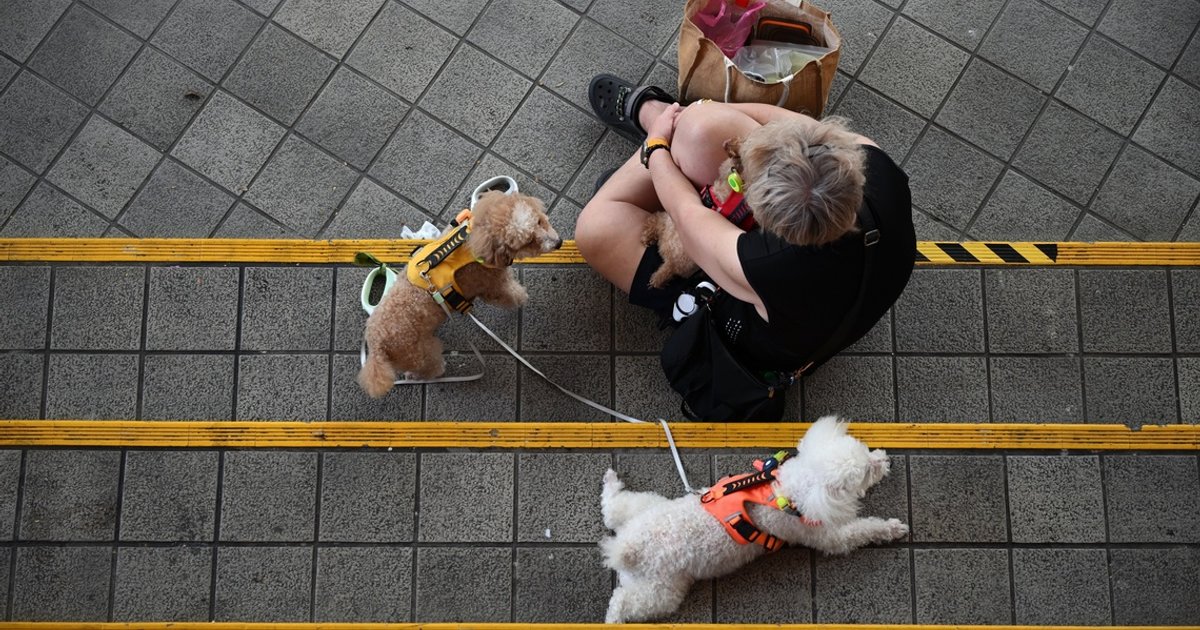 Haze triggers surge in pet respiratory complaints at Singapore clinics