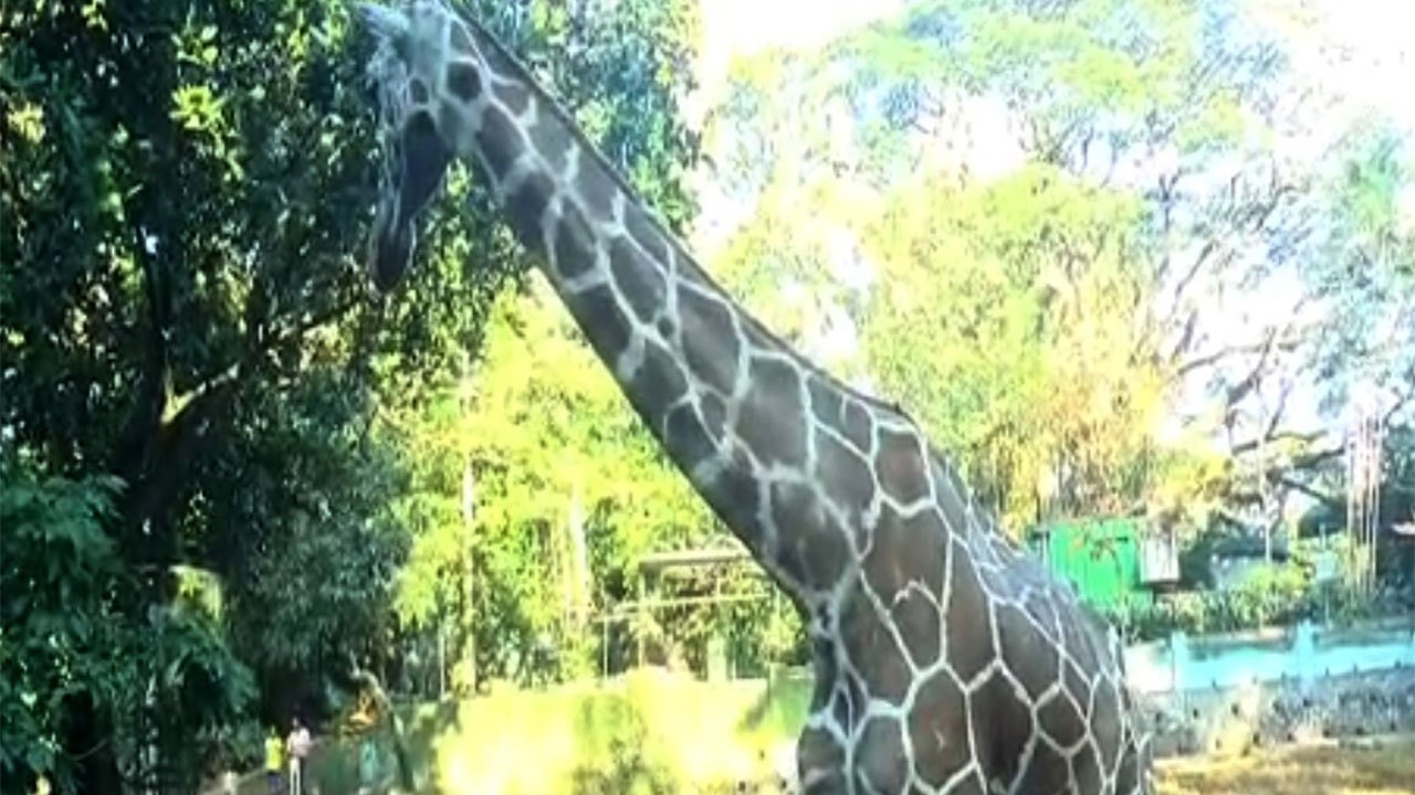 Long-serving giraffe at Dehiwala Zoo passes away
