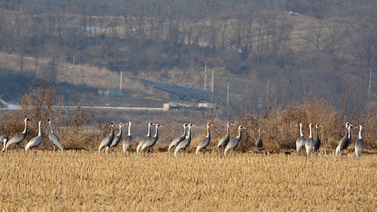 Korea's DMZ transforms into unexpected wildlife sanctuary
