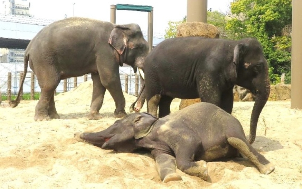 Aktivis Desak Pulangkan Tiga Gajah Malaysia dari Zoo Jepun