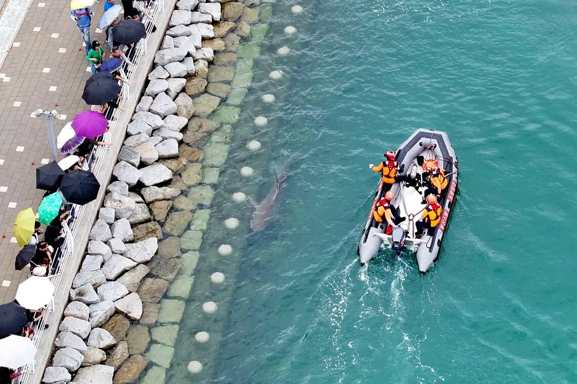 Shark eludes second rescue attempt in South Korea's Busan waterway