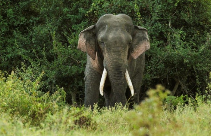 Wildlife teams intensify treatment efforts for tusker Kawanthissa