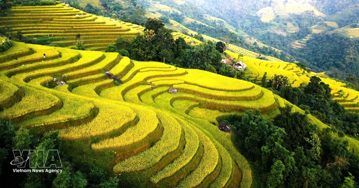 Tuyen Quang's terraced rice fields turn golden as autumn harvest approaches