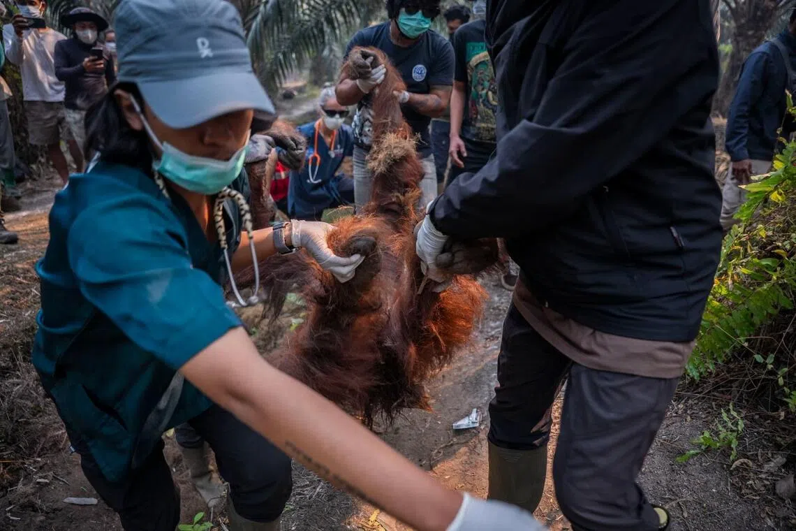 Indonesia rescues six endangered orang utans from plantation fires