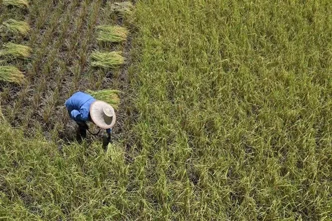 Thailand deploys artificial intelligence to stabilize agricultural markets