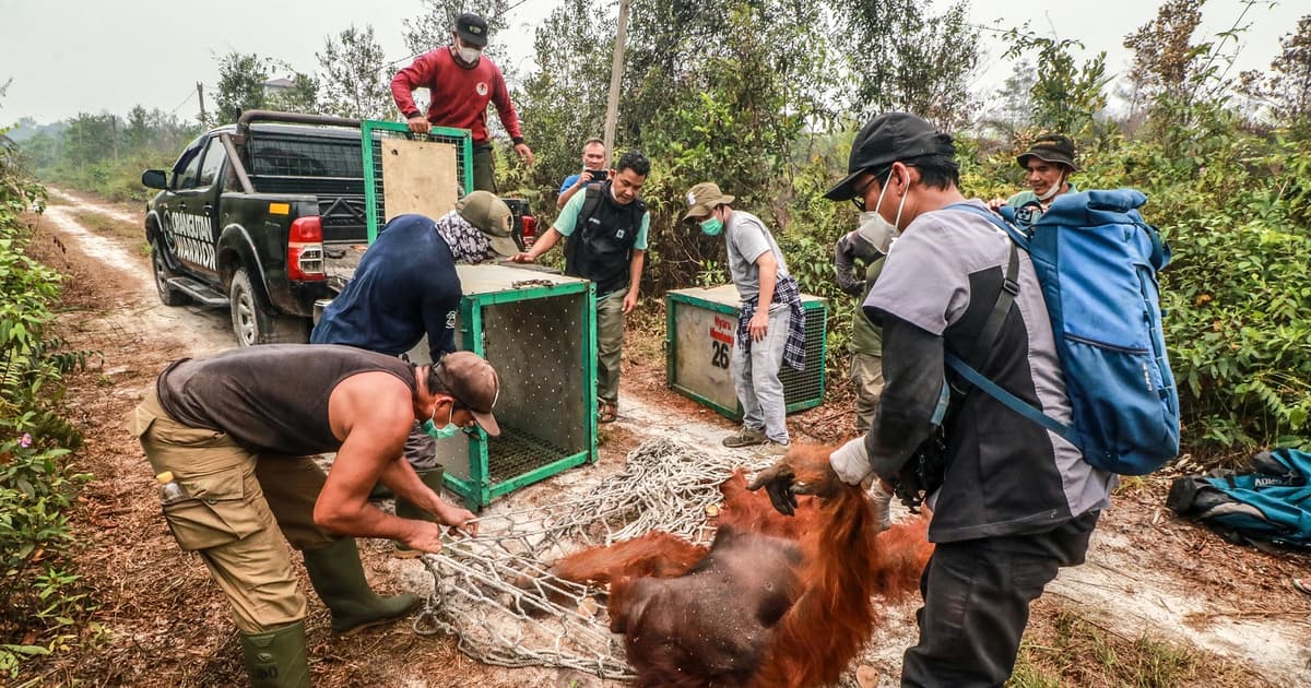 Puluhan Orangutan Diselamatkan dari Kebakaran Hutan Indonesia