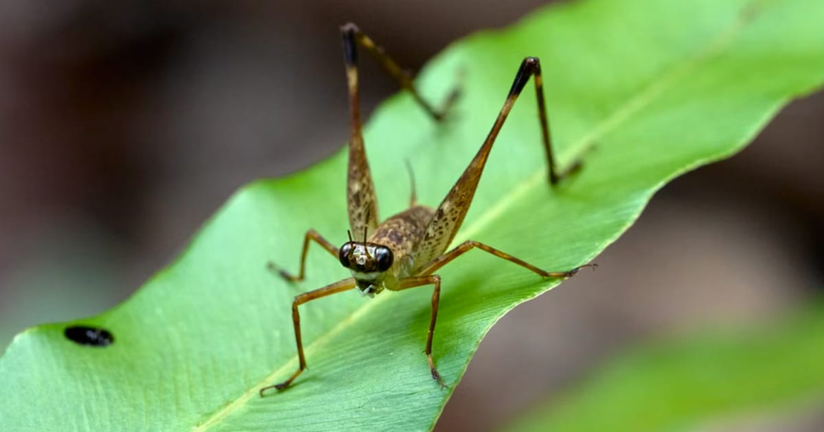 Hutan Borneo Masih Menyimpan Spesies Serangga Baru yang Belum Dikenali Sains