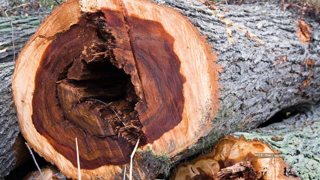 Scientists deliberately infect thousands of young elms to save species