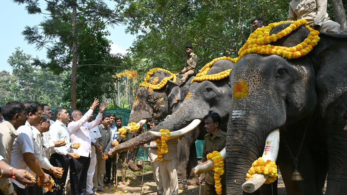 Shivamogga Dasara committee conducts special rituals for festival elephants