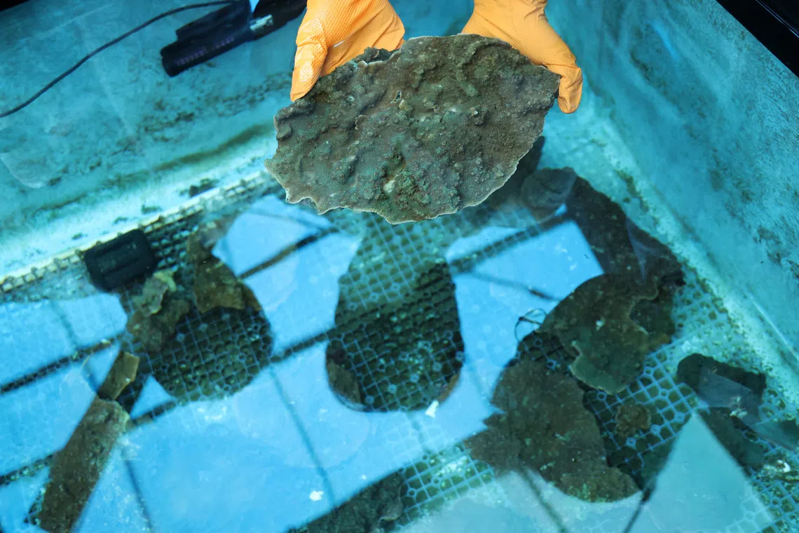 South Korea's coral decline signals climate change alarm for scientists
