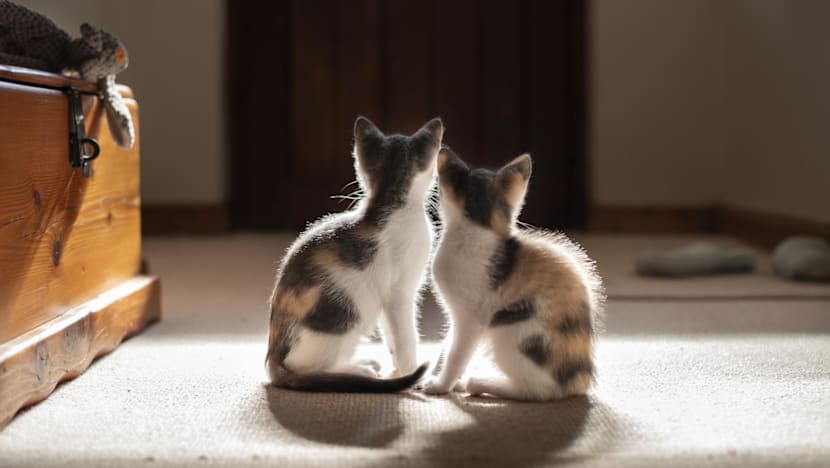 Singapore approves 40 cat fosterers in new pilot scheme