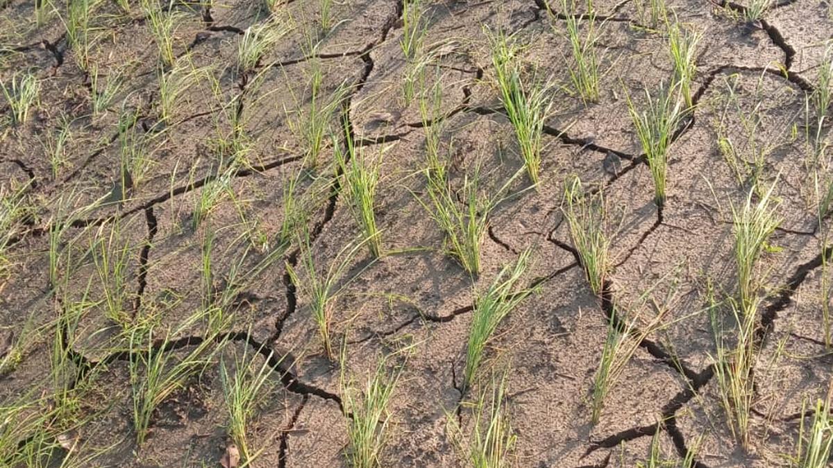 Kerala panchayat uses hyperlocal weather data to push drought relief claims