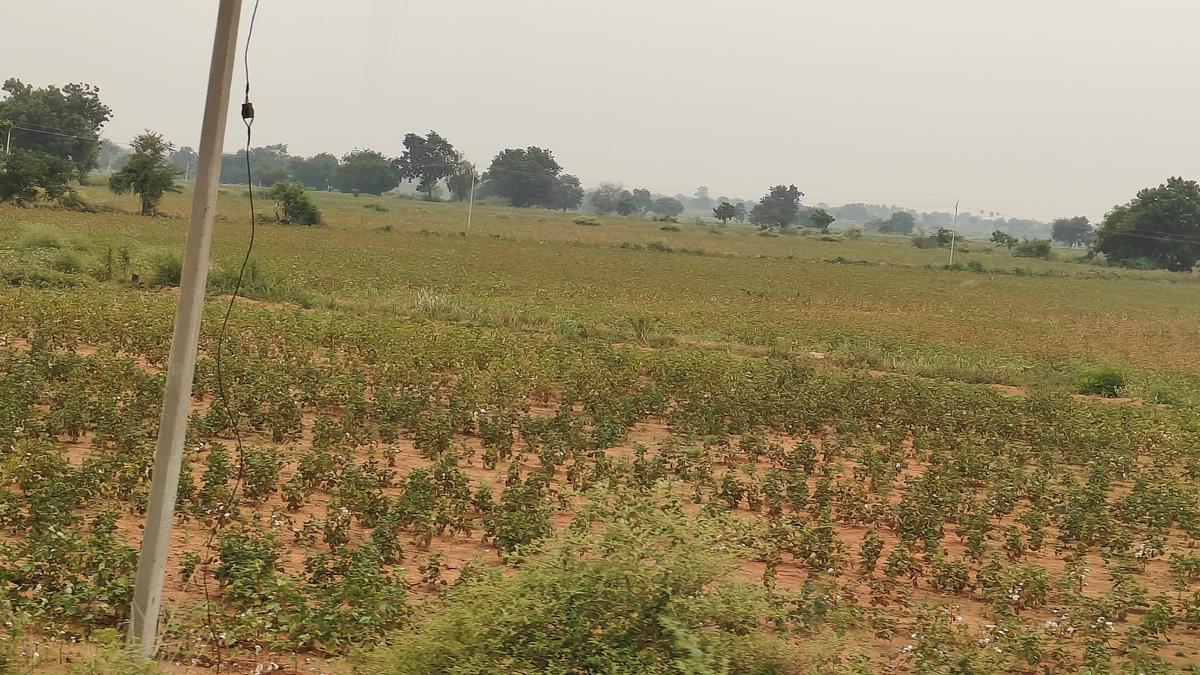 Karnataka cotton farmers face severe losses despite exceeding sowing targets