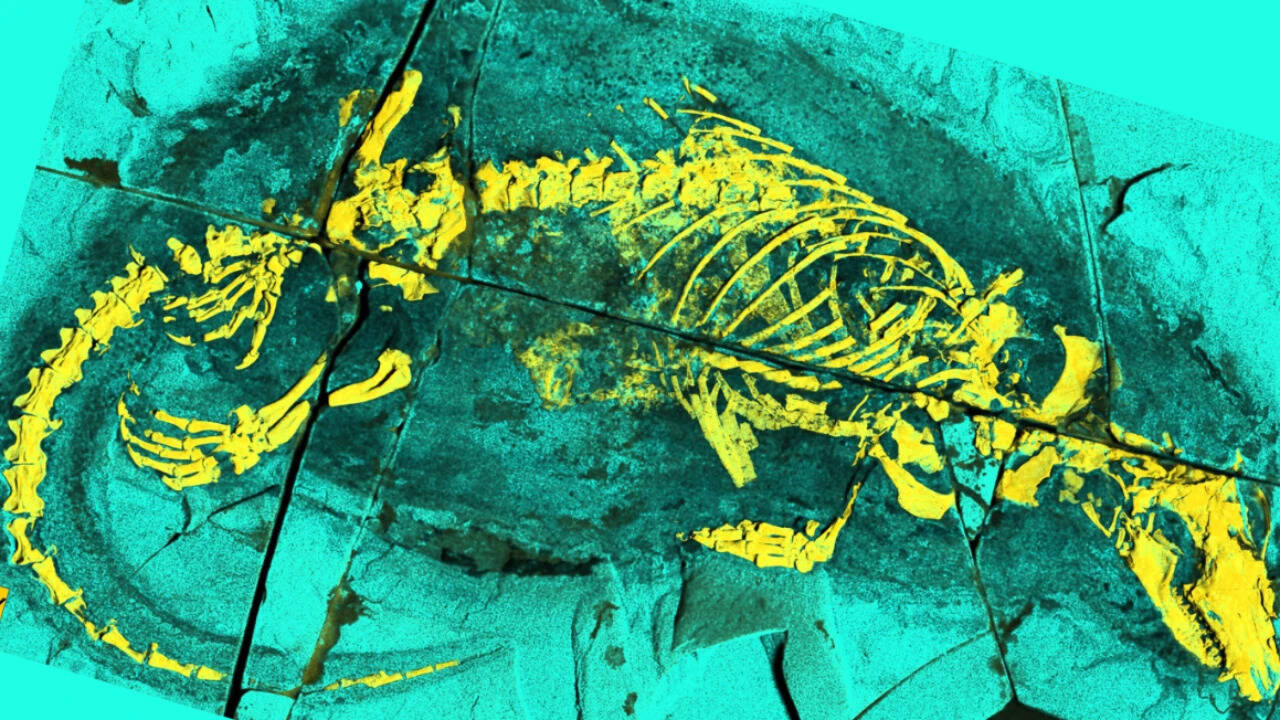 165-million-year-old Chinese fossil sheds light on mammal evolution