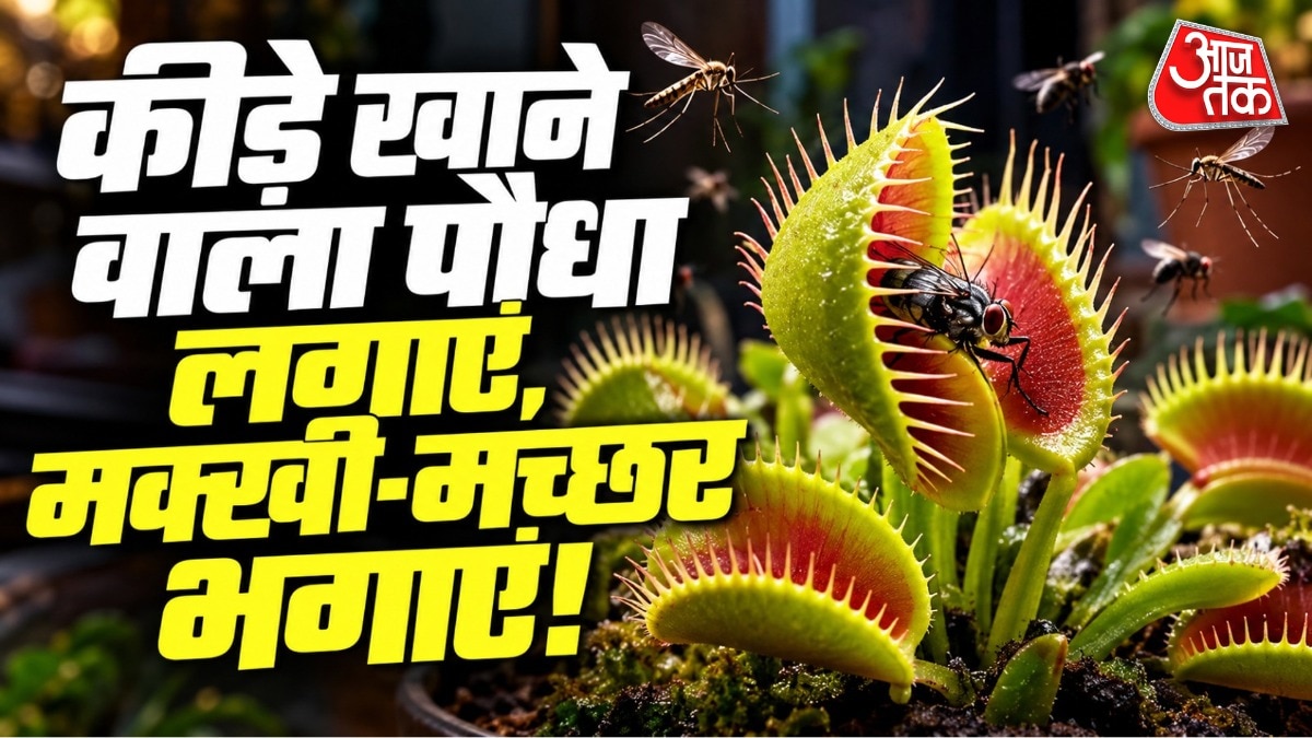 कीटभक्षी पौधा: घर में मच्छर और मक्खी नियंत्रण का प्राकृतिक तरीका