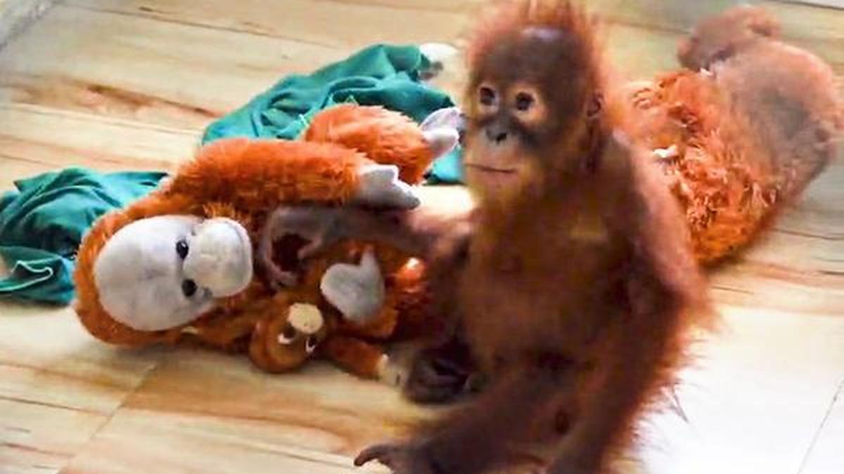 Three rescued orangutans in Odisha found anaemic after health screening