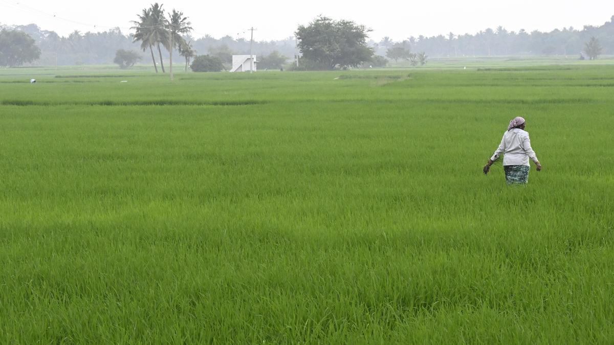 Tamil Nadu farmers frustrated as loan waiver scheme changes breed confusion