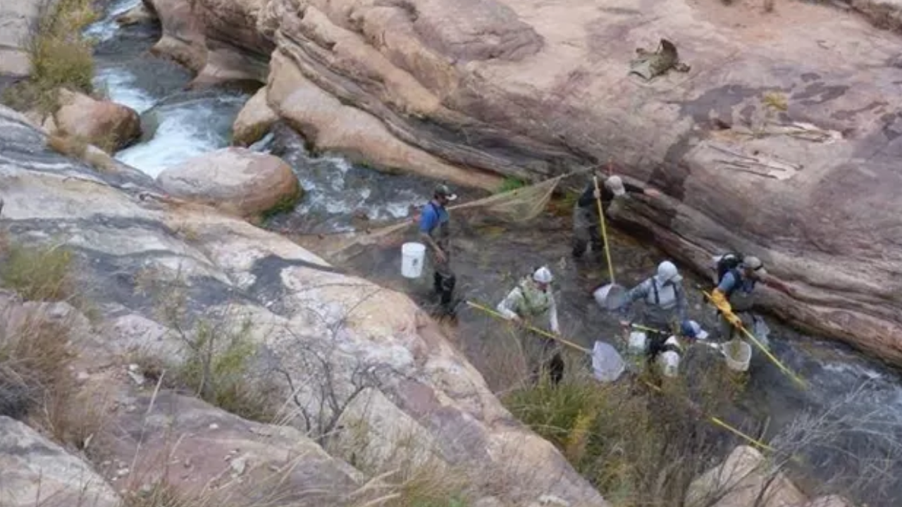 Grand Canyon's Native Fish Recovery Surges After Trout Removal Campaign