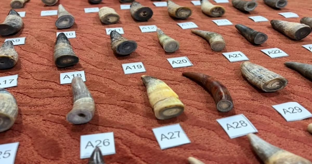 Indonesian man arrested attempting to smuggle 45 animal horns through Penang airport